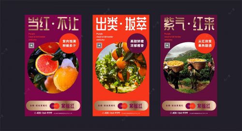 品牌策劃帶你了解血橙和其他橙類有什么區別？